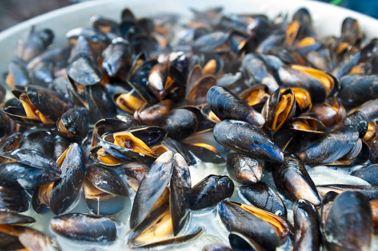 Mussels