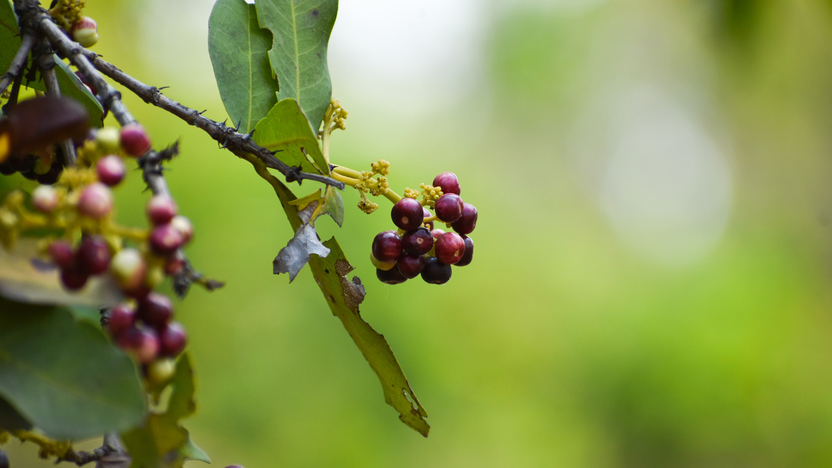 Allspice (Pimenta officinalis) fruits