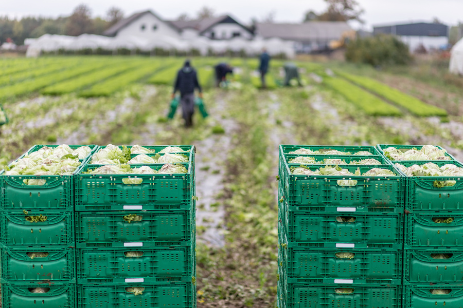 Letuce Heads in Wooden Baskets after Manual Harvest on Organic Letuce Farm. Agriculture and Ecological Farming Concept.