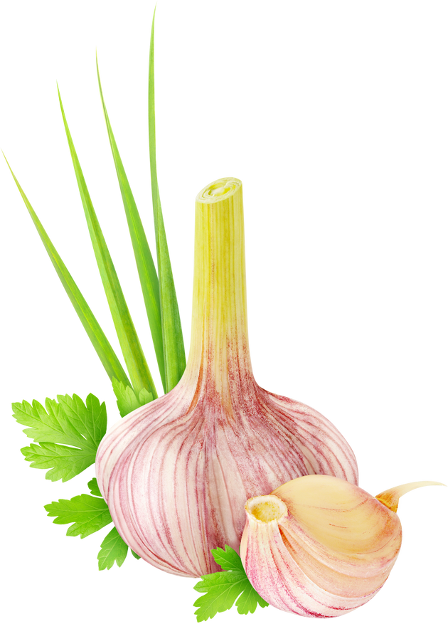 Garlic