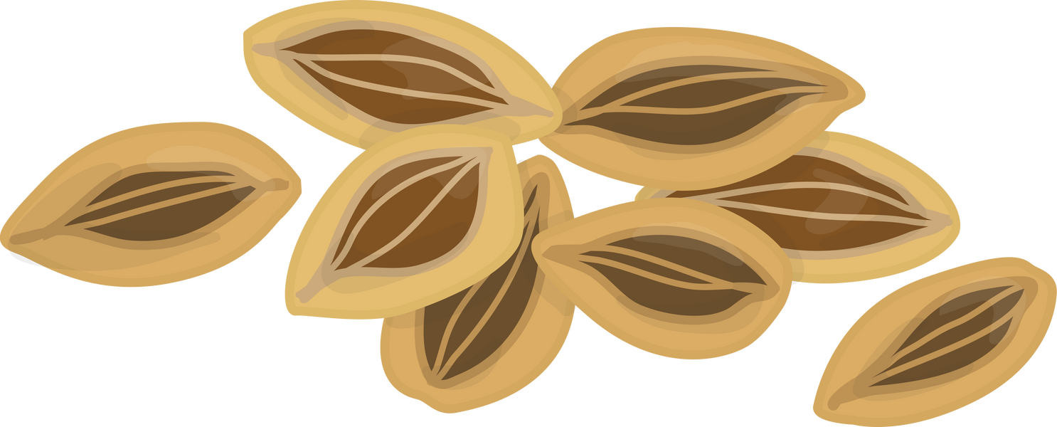 Dill Seeds Illustration