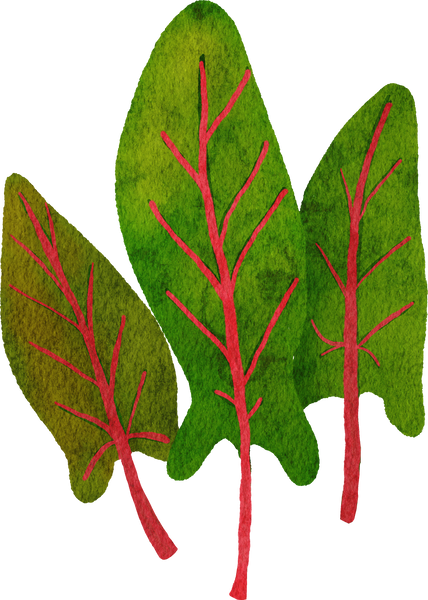 sorrel