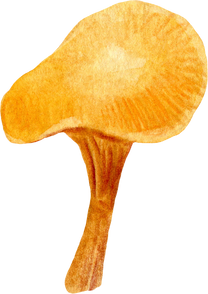 Orange Chanterelle Mushrooms