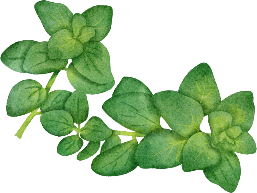 watercolor oregano