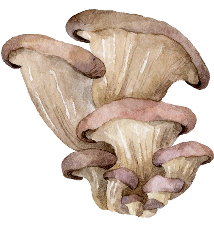 Watercolor Paint of Mushrooms Cutout