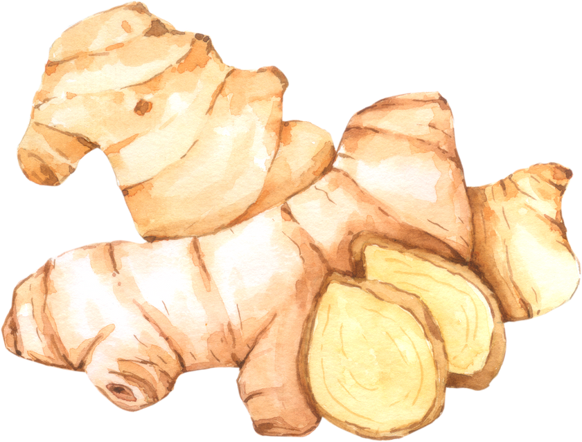 Ginger Watercolor Illustration