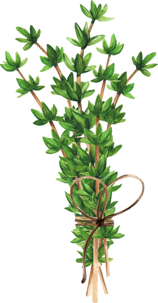 Bunch of Fragrant Thyme Watercolor