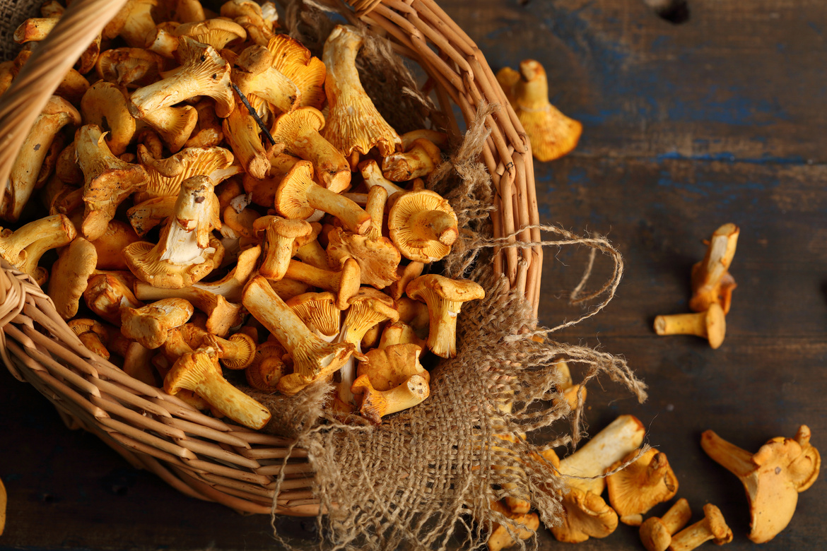 Fresh chanterelle mushrooms, food