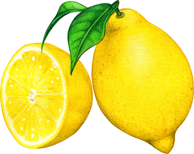 Watercolor Lemon Illustration Icon